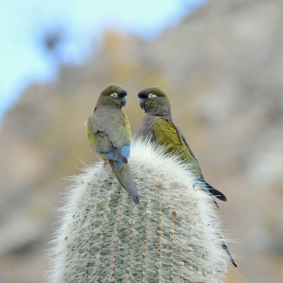 Burrowing Parakeet